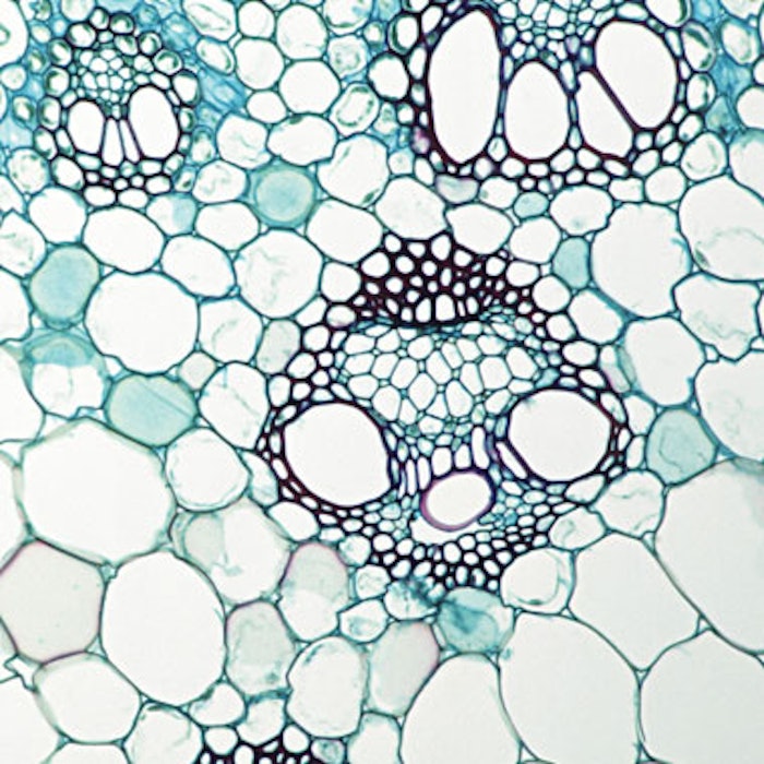 Stem Cells & Skin Care