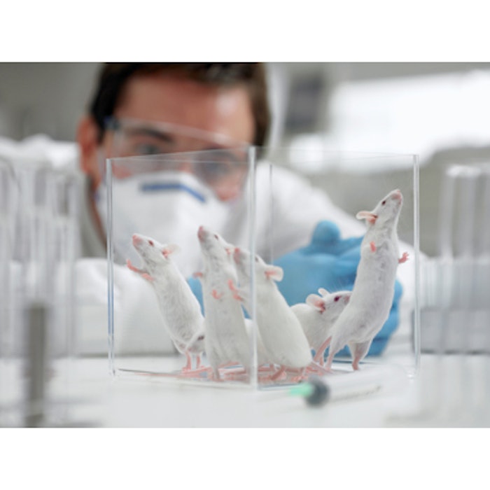 Dying fat grafts spur new tissue regeneration