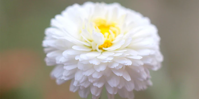 The Roman chamomile comes from the Piedmont region in Italy.