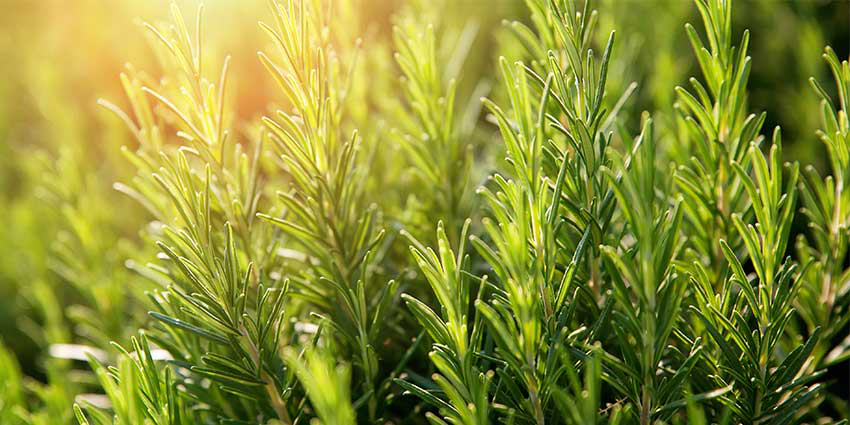 Natpure Xtra Vitality Sensient Cosmetic Technologies