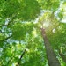 L'Oréal USA is using offsets, landfill gasses and other strategies to achieve carbon neutrality.