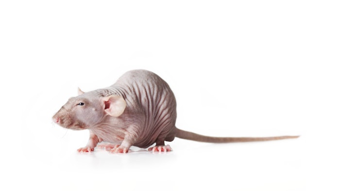 The mouse study revealed that SFV gel, fat and tretinoin all reversed photoaging, with SVF gel demonstrating the greatest therapeutic effect