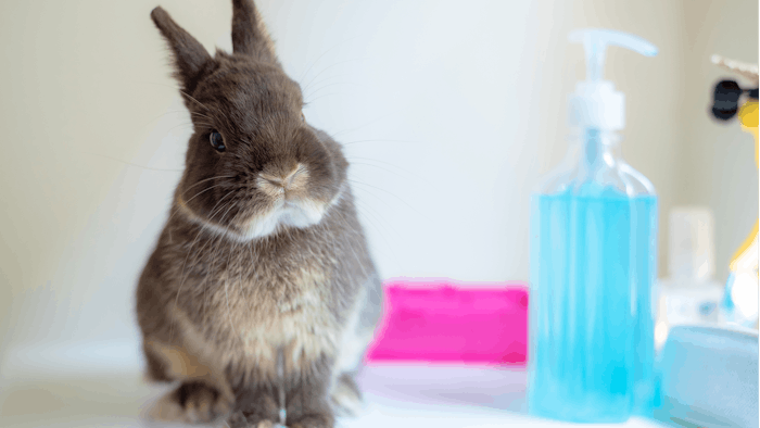 Rabbit Lab Setting Hand Sanitizer Dreamstime M 145502685