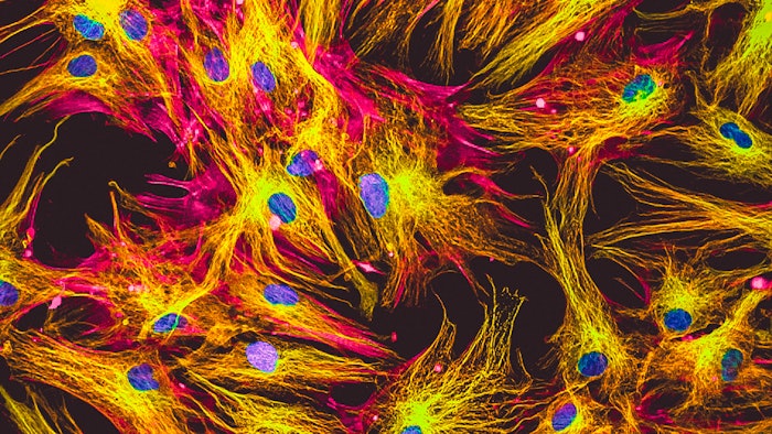 Human skin cells in culture.