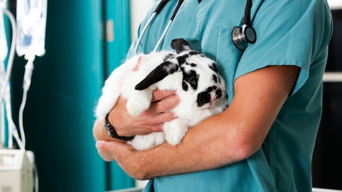 Doctor holding a bunny