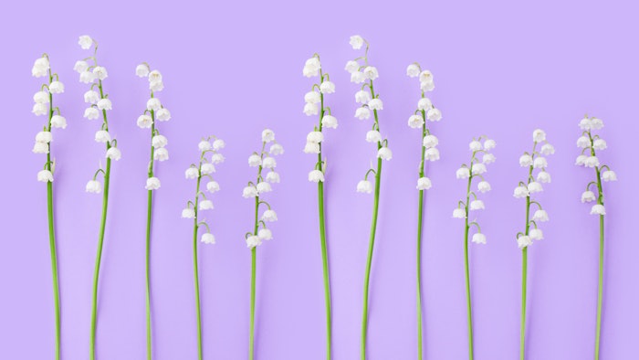 Veri Peri holds the sweetness of periwinkles with lily of the valley and a twist of amber and musk.