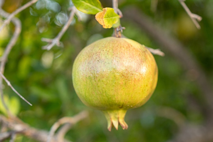 Silab Acnesium Punica Granatum