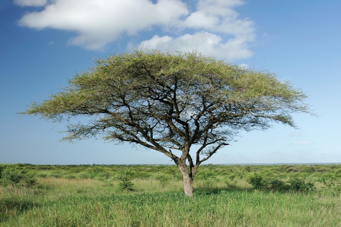 Seppic Acacia Tree Dreamstime M 1902664