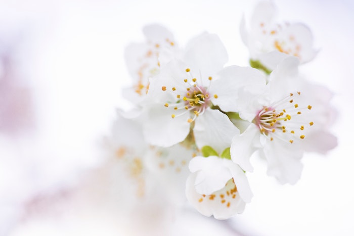 Be sure to tag Perfumer & Flavorist+ in your social media posts for an opportunity to be reposted.