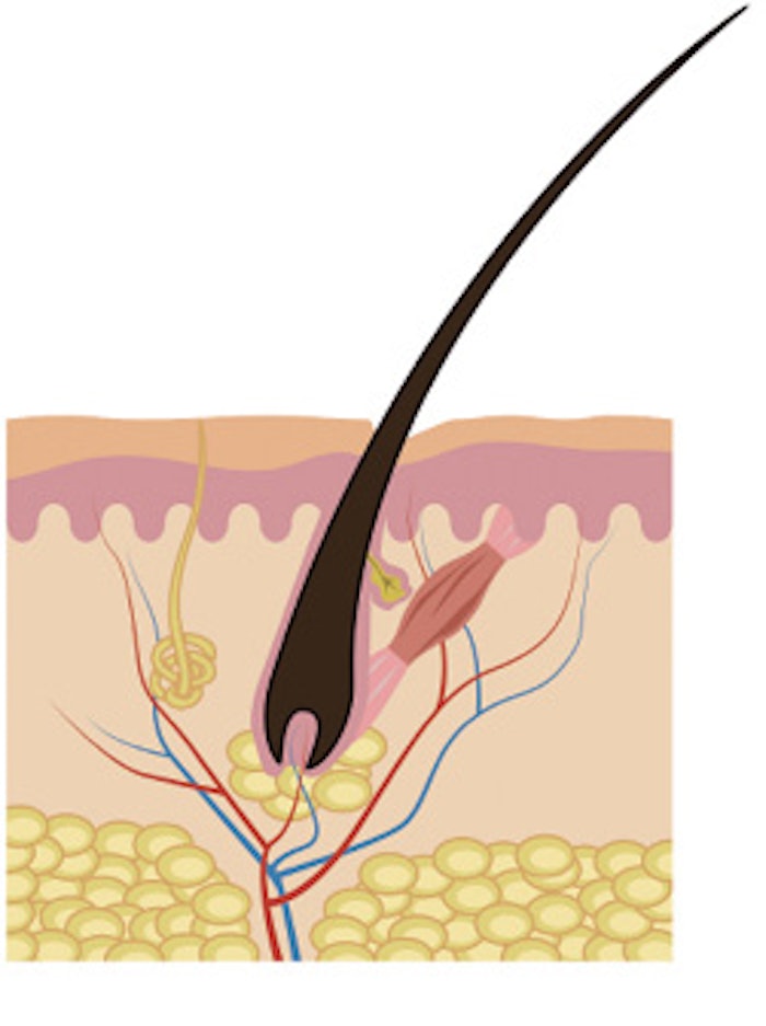 hair follicle diagram scalp treatment