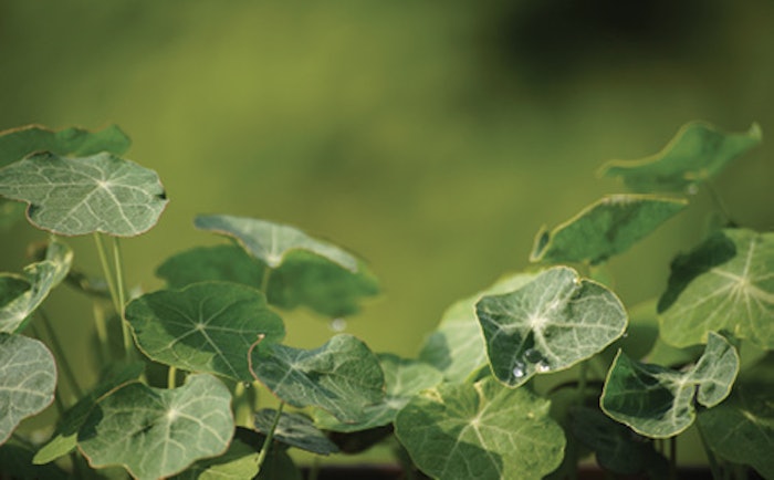 Icscindiancress Microgreens Copy