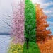 tree with all four seasons
