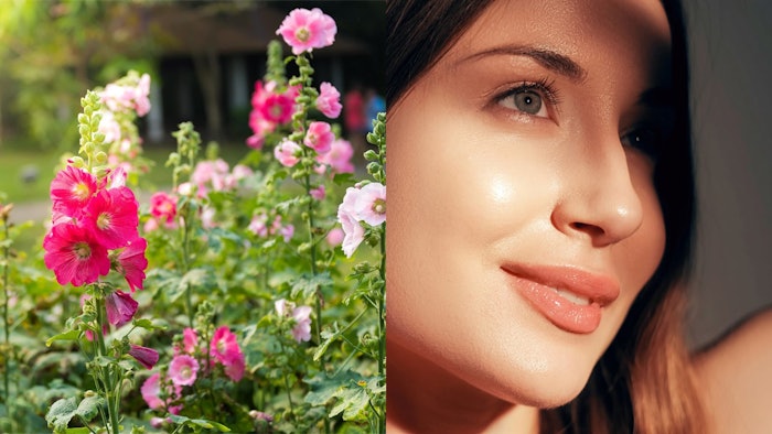 The ingredient's senolytic activity reportedly results in healthier, more youthful skin, with Provital AI studies of visual apparent age showing up to 3.26 years of visible age reduction among users. In the periocular area, Altheostem can generate a 5.7-year reduction in perceived age.