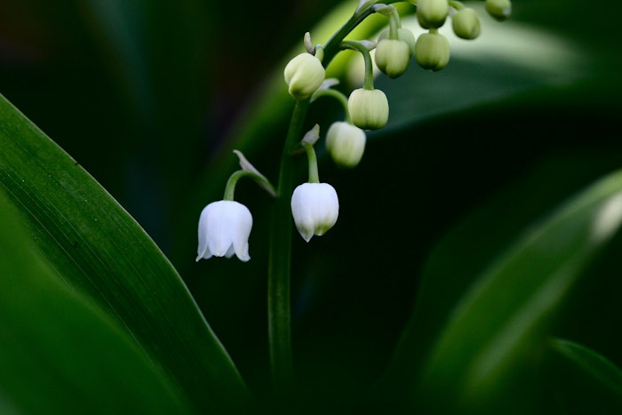 Nympheal is described as a fresh and opulent muguet ingredient with a hint of linden blossom.