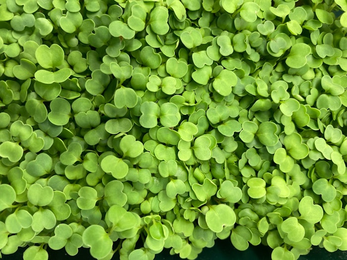 Edited Picture 1 Arugula Microgreen