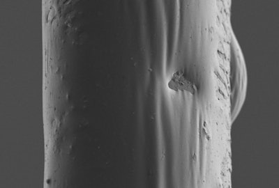 On hair, the technology forms a protective film on the hair surface, as shown in SEM-FEG images (featured here), which retains moisture within the hair, prolonging hydration and preventing dryness.