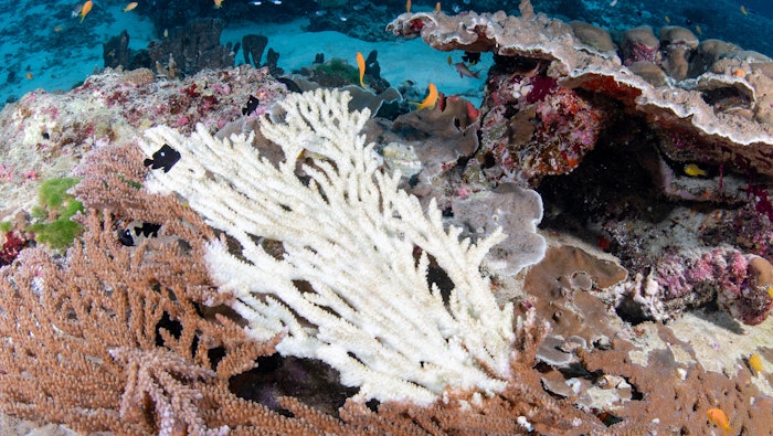 The company is currently facing a class action lawsuit over its Sound Body sunscreen that contains ingredients alleged to harm coral reefs — despite the products being advertised as “reef conscious.”