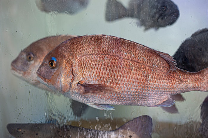 Live red seabream fish