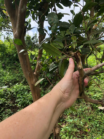 The farmers and communities of Dominica have poured countless hours into improving their infrastructure, taking a proactive approach to mitigating the effects of climate change and ensuring their natural products have a future in the world economy.