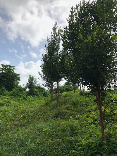 In 2019, the Climate Resilience Execution Agency of Dominica was established, and in 2023 it drafted a climate resilience plan to further establish its goals towards maintaining a stable and sustainable economic future amidst a world increasingly impacted by climate change.