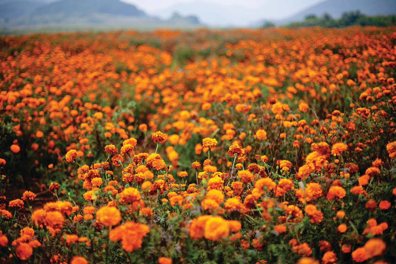 Tagetes