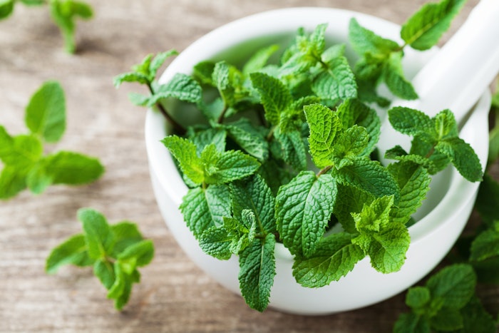 Mint farmers and scientists are working hand in hand to preserve quality and ensure reliable yields and authentic, enjoyable mint flavors are available for generations to come.