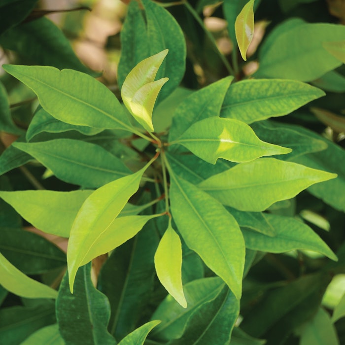 Givaudan June Roundup