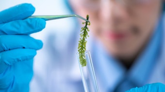 Image Of Microalgae Algae Tested In Lab Scientist