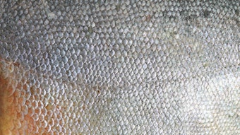 Taicend plans to launch a fish-skin collagen dressing in 2026, designed to support wound healing, and will present it at Medica 2025.