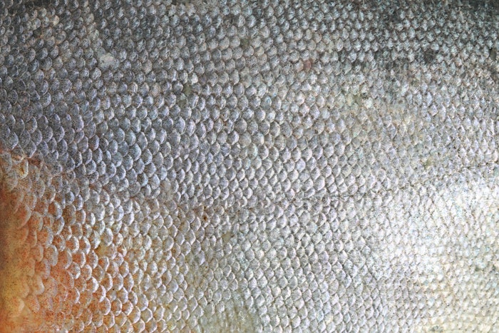Taicend plans to launch a fish-skin collagen dressing in 2026, designed to support wound healing, and will present it at Medica 2025.