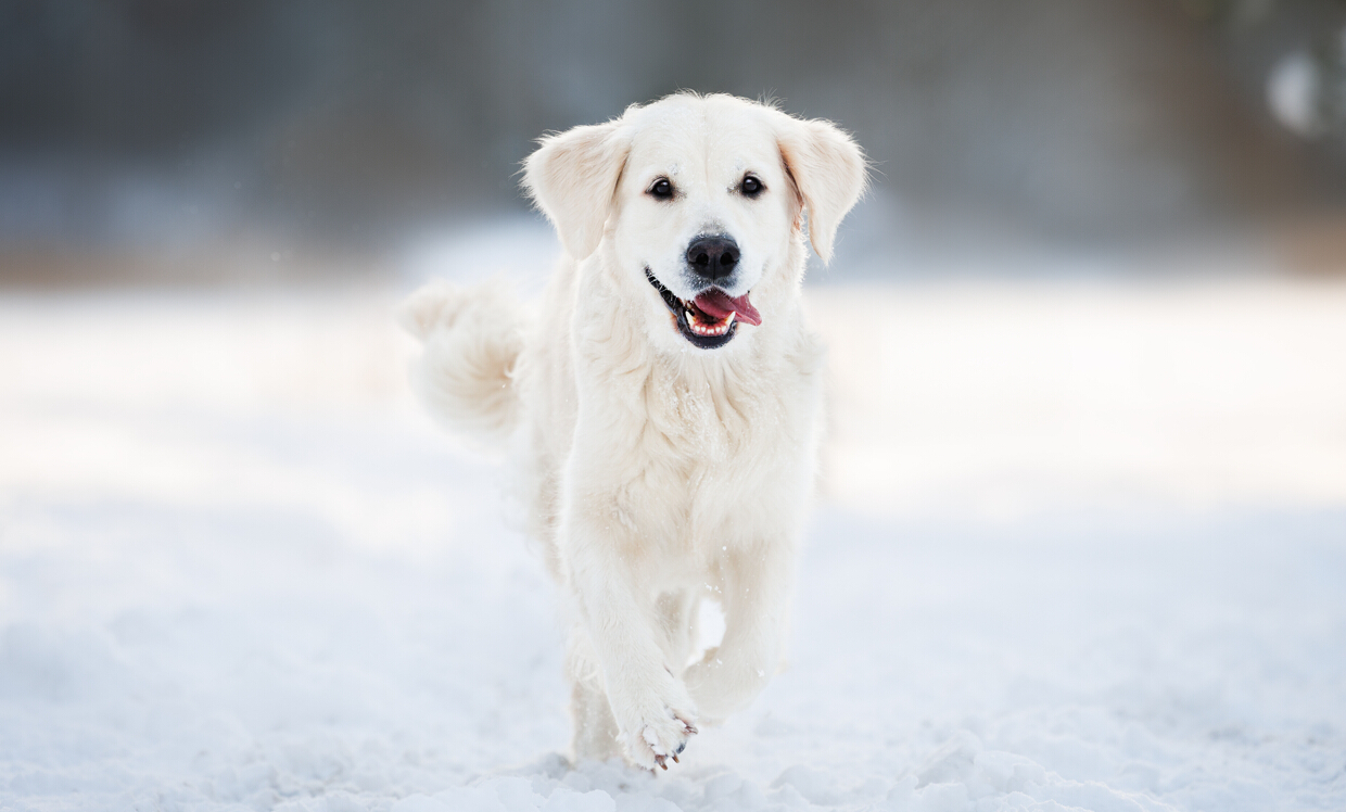 White Dog Running Through Snow