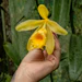 Recent scientific and agronomic research has renewed interest in V. pompona.
