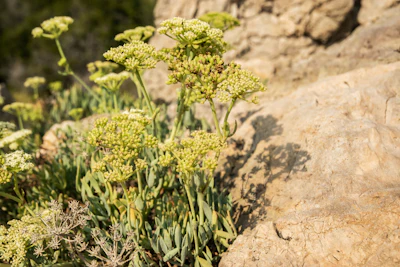 BotaniCellar Crithmum Maritimum, based on the namesake extract, has been described as 'the most precious skin care ingredient of the 21st century' and is a rare plant from Brittany’s coast, according to Uniproma.