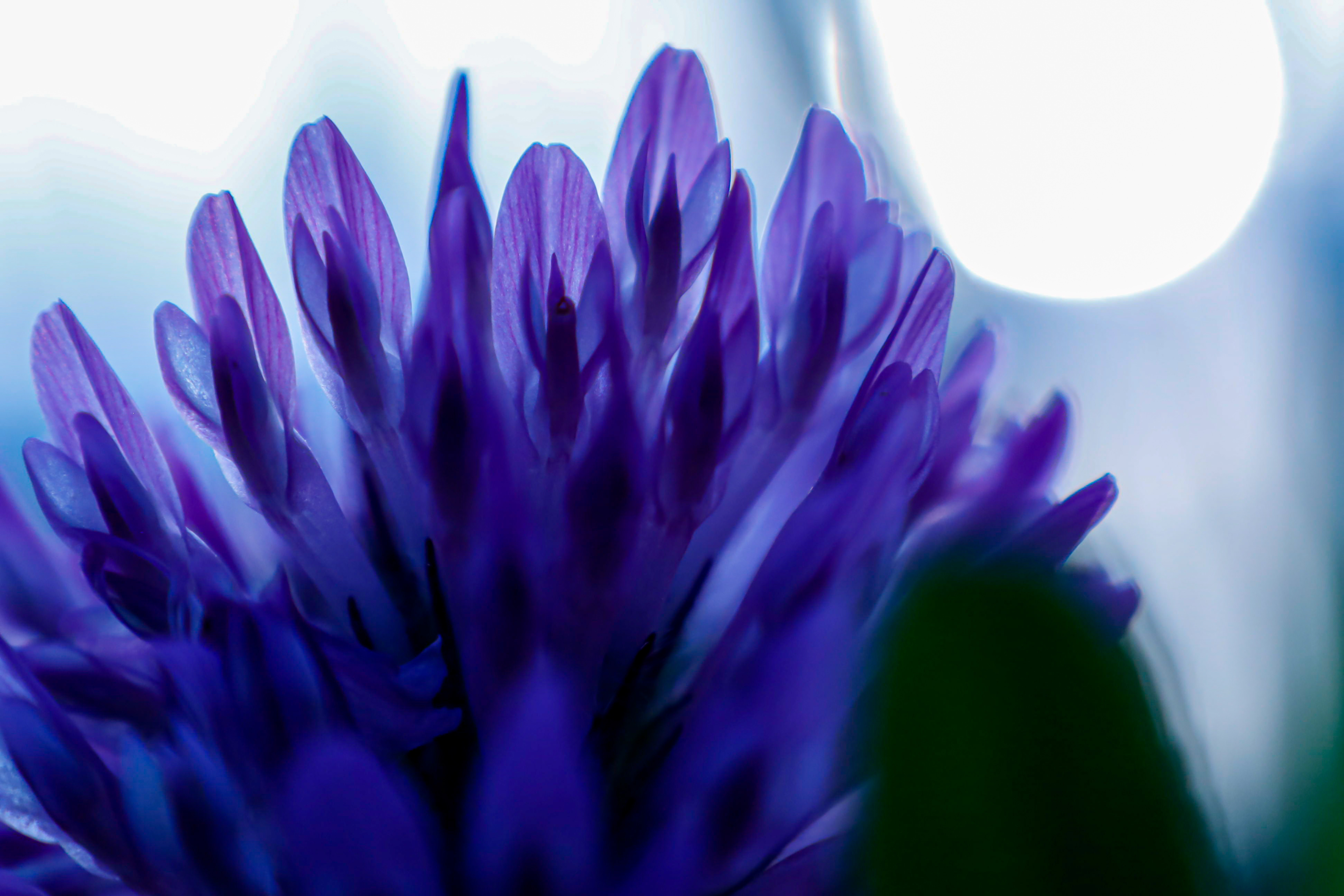 Sabinsa will showcase Babchiol (bakuchiol 99%), its plant-derived retinol alternative from Psoralea corylifolia, aimed at gentler anti-aging claims around firmness and smoothness.