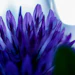 Sabinsa will showcase Babchiol (bakuchiol 99%), its plant-derived retinol alternative from Psoralea corylifolia, aimed at gentler anti-aging claims around firmness and smoothness.