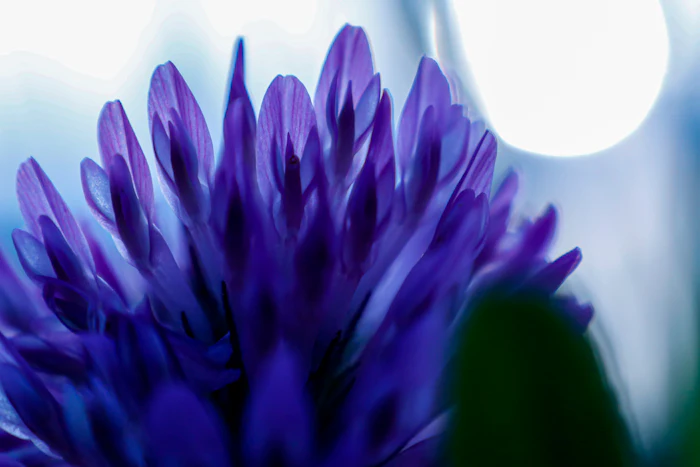 Sabinsa will showcase Babchiol (bakuchiol 99%), its plant-derived retinol alternative from Psoralea corylifolia, aimed at gentler anti-aging claims around firmness and smoothness.