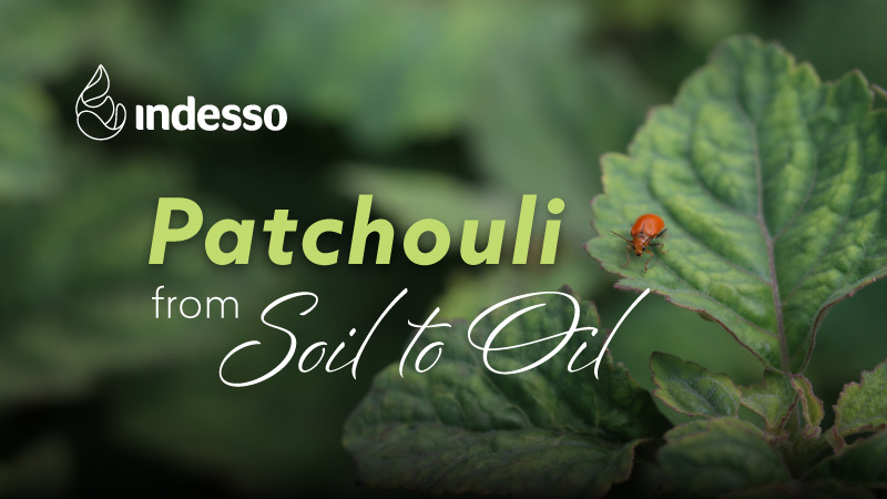 P&f Patchouli Lead Image