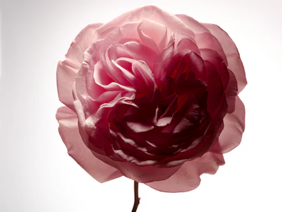Responsible sourcing is not a recent commitment for Robertet; it has been part of our philosophy since our founding in 1850.