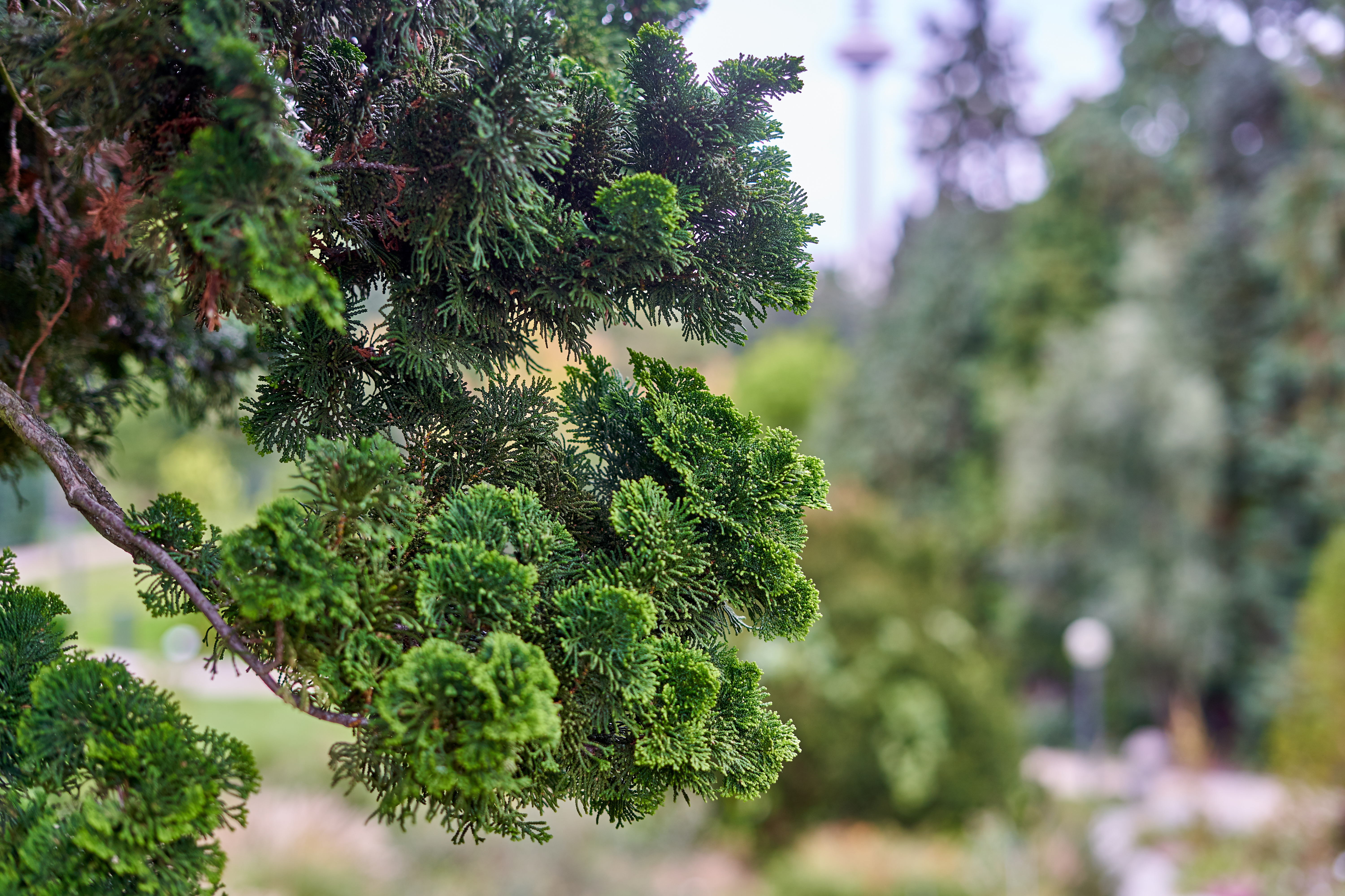 Derived from the wood of Japanese cypress (Chamaecyparis obtusa), Seikodo Ishida Co., Ltd.&rsquo;s hinoki oil is a distinctive natural ingredient that combines a fresh coniferous character with warm woody depth and strong sustainability credentials.