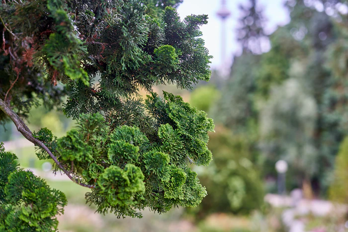 Derived from the wood of Japanese cypress (Chamaecyparis obtusa), Seikodo Ishida Co., Ltd.&rsquo;s hinoki oil is a distinctive natural ingredient that combines a fresh coniferous character with warm woody depth and strong sustainability credentials.