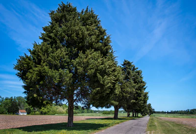 Berjé offers a refined approach to classic North American cedarwood through its cedarwood oil deluxe USA, derived from Juniperus virginiana. (Species depicted for illustration only.)