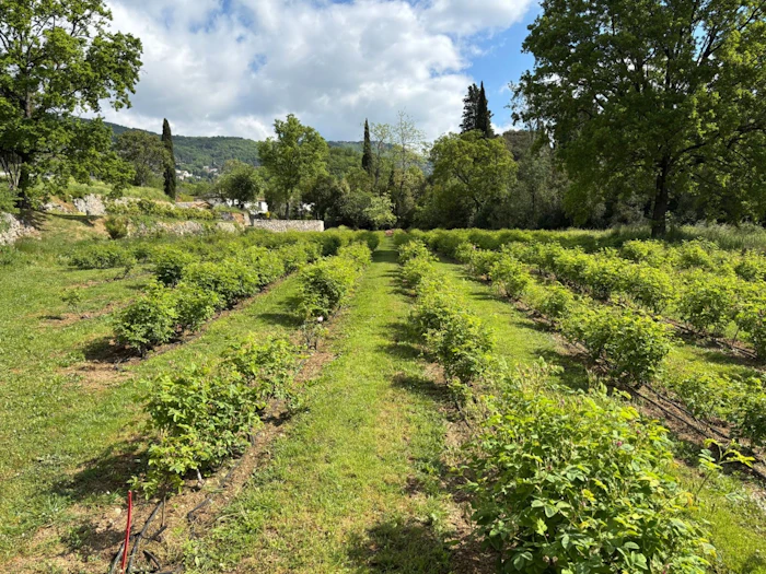 'La Rose St Jean&rdquo; Domain.