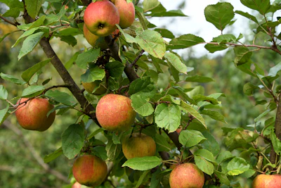 Sourced from Malus domestica apples grown in Poland and China, Apple Firad features a vibrant green, fruity and gourmand profile with a refreshing watery character.