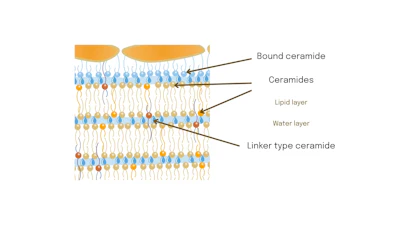 EcoCera PLEX binds and strengthens the corneocyte envelope.
