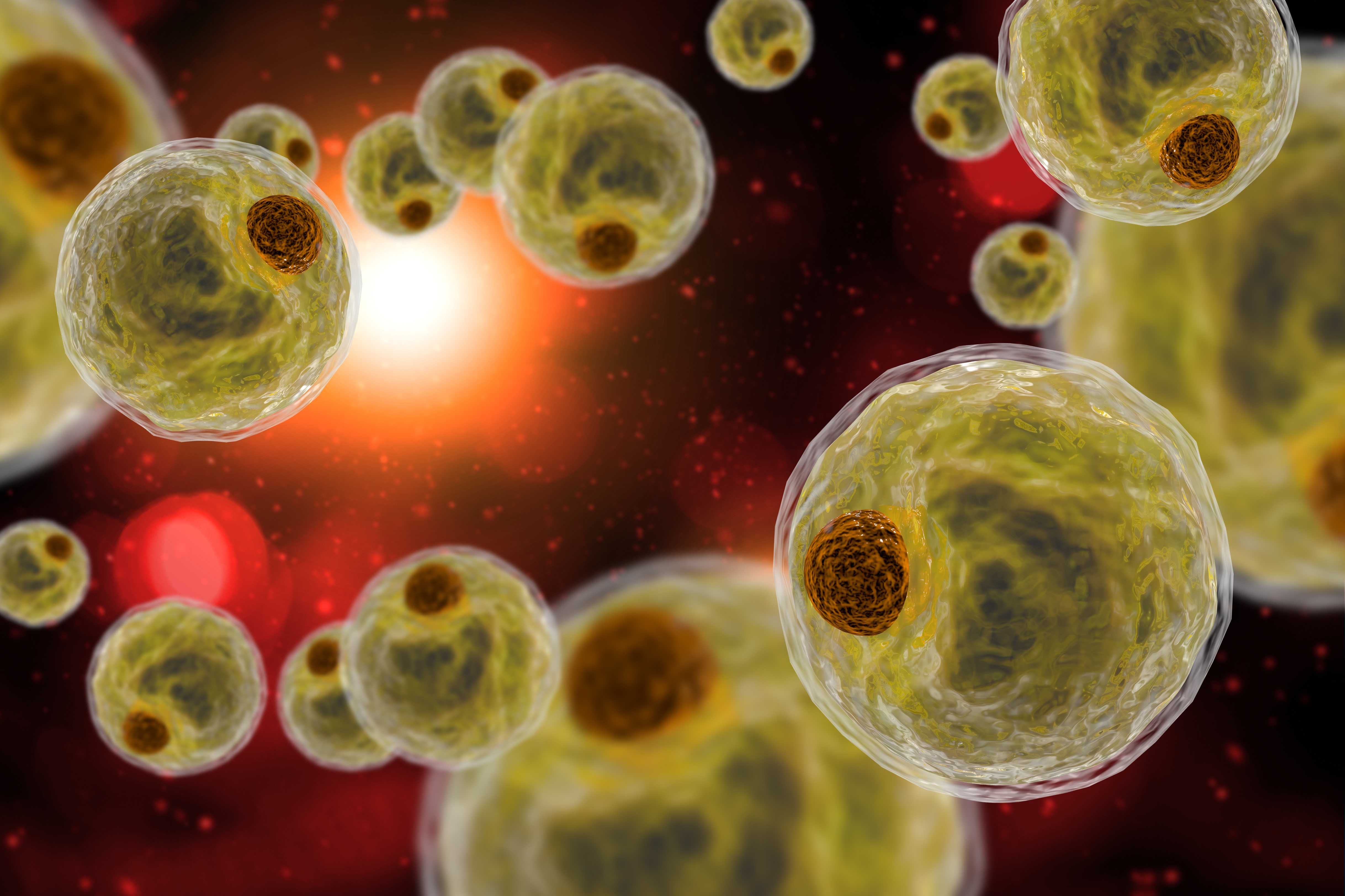Adipocyte Human Fat Cells