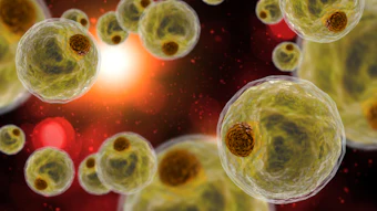 Adipocyte Human Fat Cells