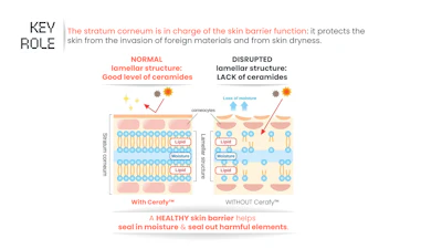 Diagram comparing normal and disrupted skin barrier structure, showing ceramide levels and moisture retention with and without Cerave products