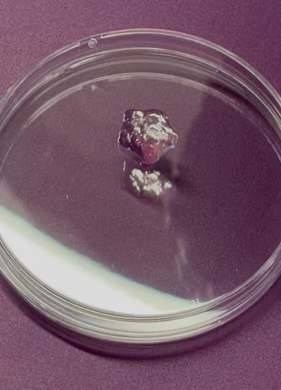 Petri dish with white bacterial or fungal colony growth on dark purple culture medium in laboratory setting